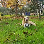 Nyaraló Lea's ηοme *